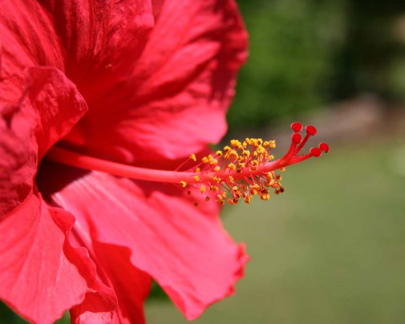 Chinese Hibiscus Catavki (Hibiscus rosa-sinensis)