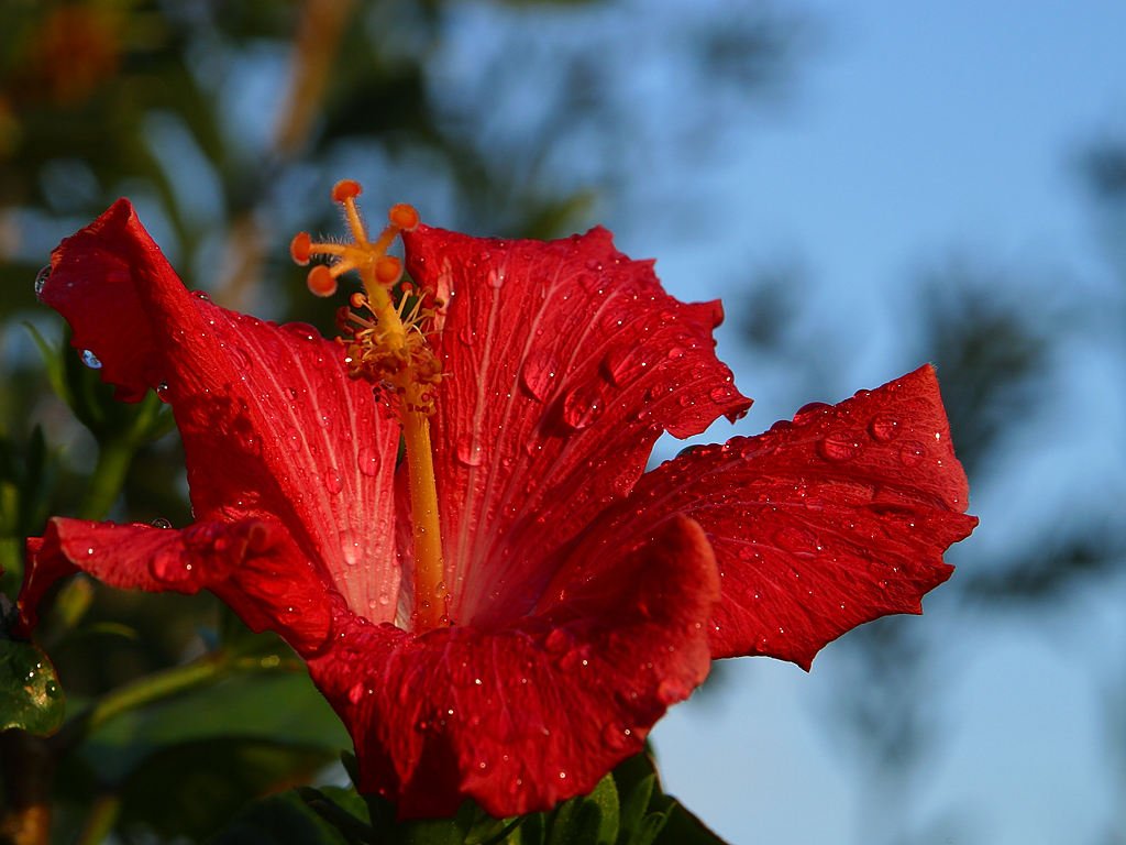 Hibiscus Hawaiian Skies (Hibiscus rosa - sinensis) - Ladybird Nursery