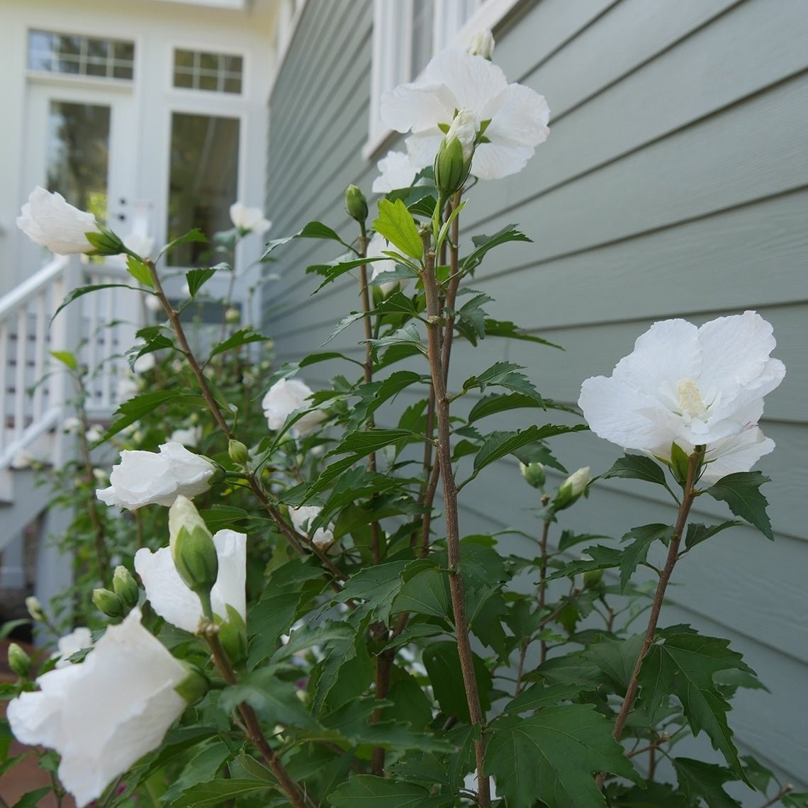 Rose of Sharon Double White (Hibiscus syriacus) - Ladybird Nursery