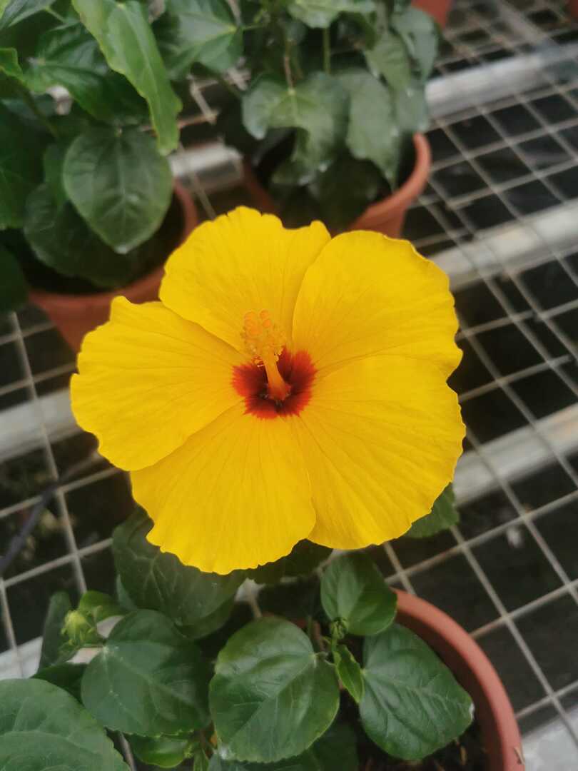 Hibiscus Flamenco™ Xanthe - Ladybird Nursery