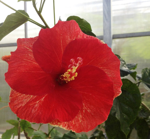 Hibiscus Hiawatha (Hibiscus rosa - sinensis) - Ladybird Nursery