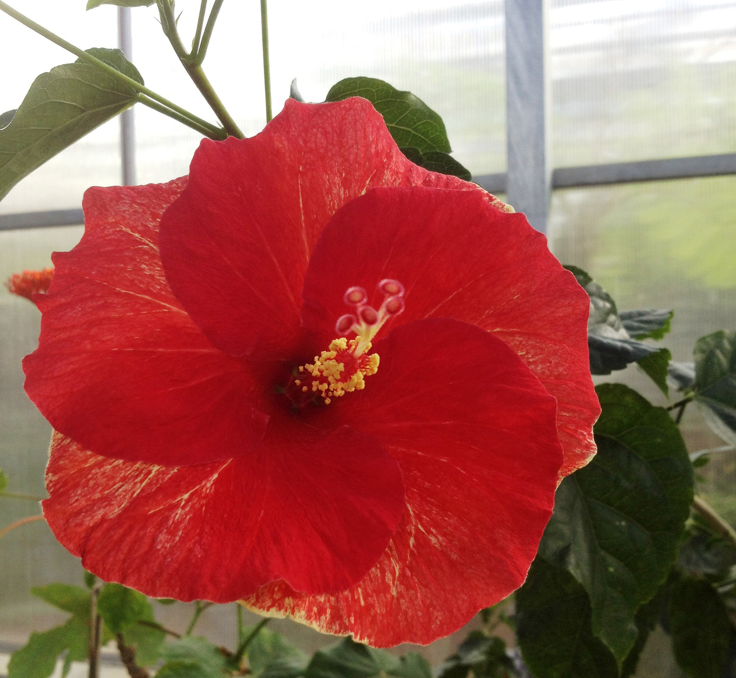 Chinese Hibiscus Catavki (Hibiscus rosa-sinensis)