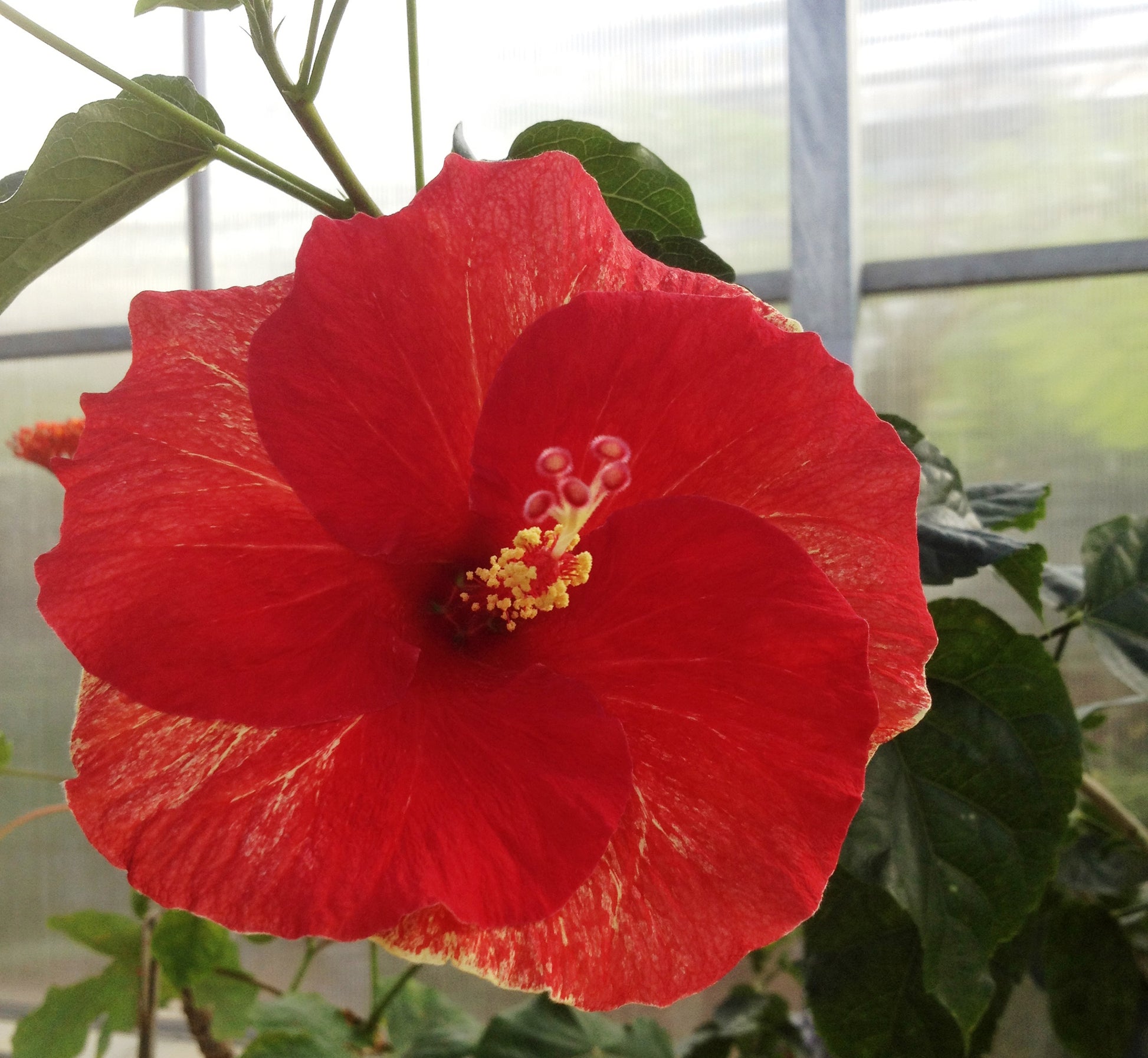 Chinese Hibiscus Catavki (Hibiscus rosa-sinensis)