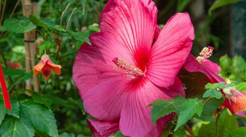 Chinese Hibiscus Pink Rays (Hibiscus rosa-sinensis)