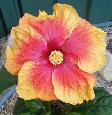 Hibiscus Rio Clara Peach Melba - Ladybird Nursery