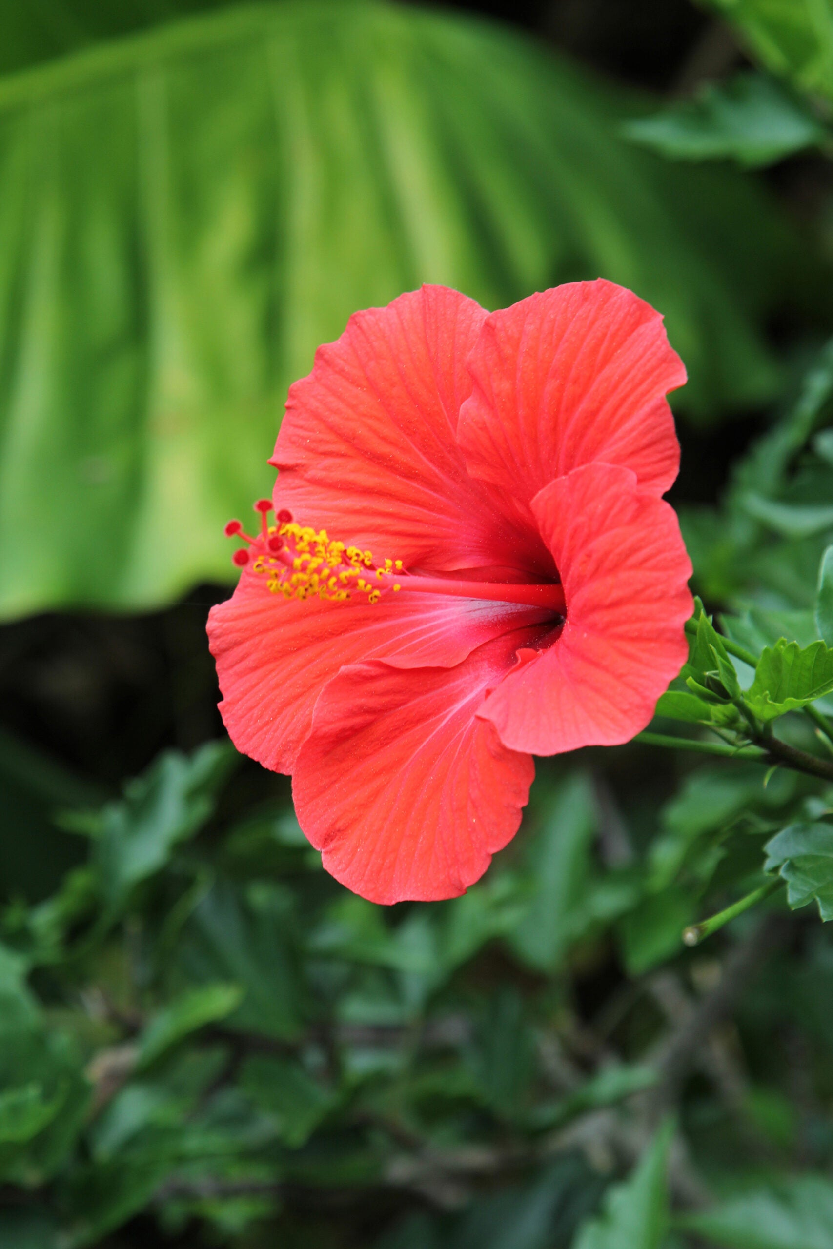 Chinese Hibiscus Buccaneer (Hibiscus rosa-sinensis)