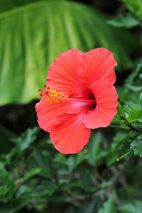 Chinese Hibiscus Buccaneer (Hibiscus rosa-sinensis)