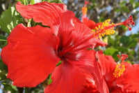 Hibiscus Fire Storm (Hibiscus rosa - Sinensis) - Ladybird Nursery