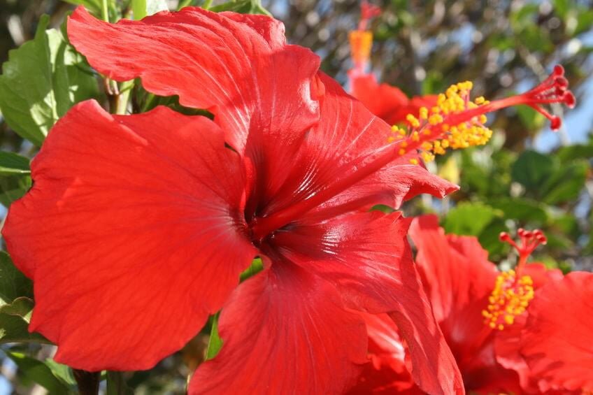 Hibiscus Firebird (Hibiscus rosa - sinensis) - Ladybird Nursery
