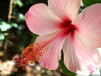 Chinese Hibiscus Pink Rays (Hibiscus rosa-sinensis)