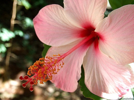 Chinese Hibiscus Fantasy Jam Drop (Hibiscus rosa-sinensis)