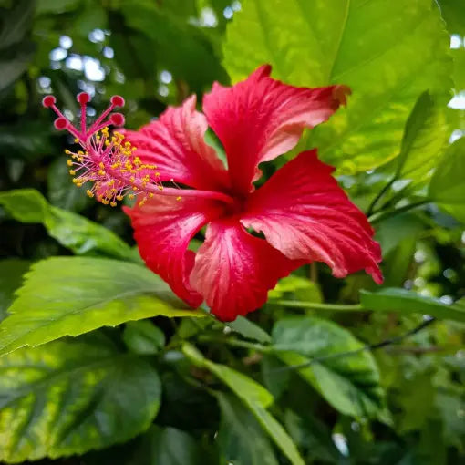 Chinese Hibiscus Psyche (Hibiscus rosa-sinensis)