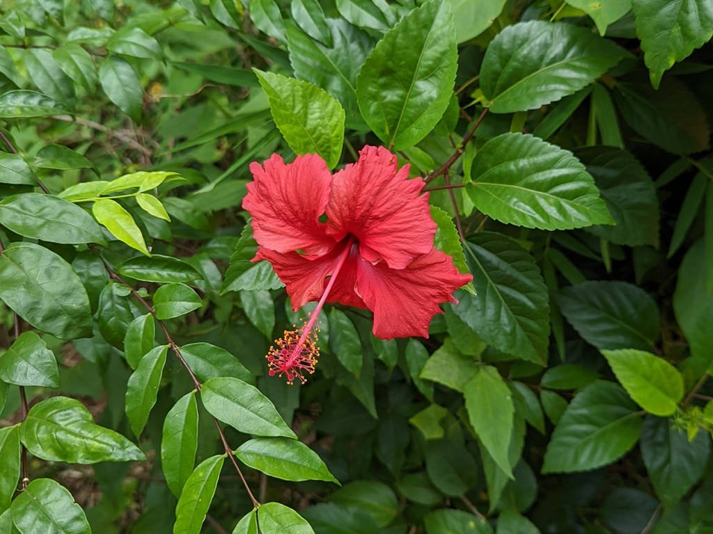 Hibiscus (Hibiscus rosa - sinensis) - Ladybird Nursery