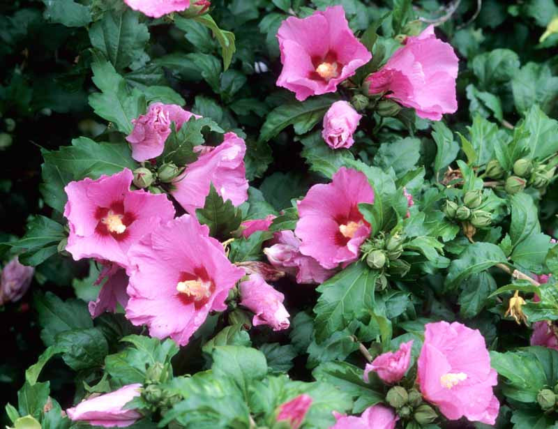 Rose of Sharon Aphrodite (Hibiscus syriacus)