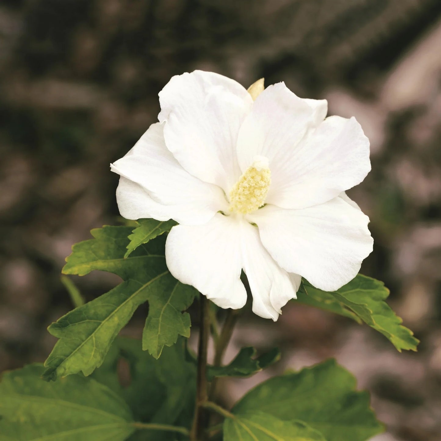 Rose of Sharon Double White (Hibiscus syriacus)
