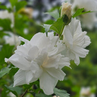 Rose of Sharon Double White (Hibiscus syriacus) - Ladybird Nursery