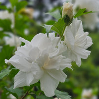 Rose of Sharon White (Hibiscus syriacus)