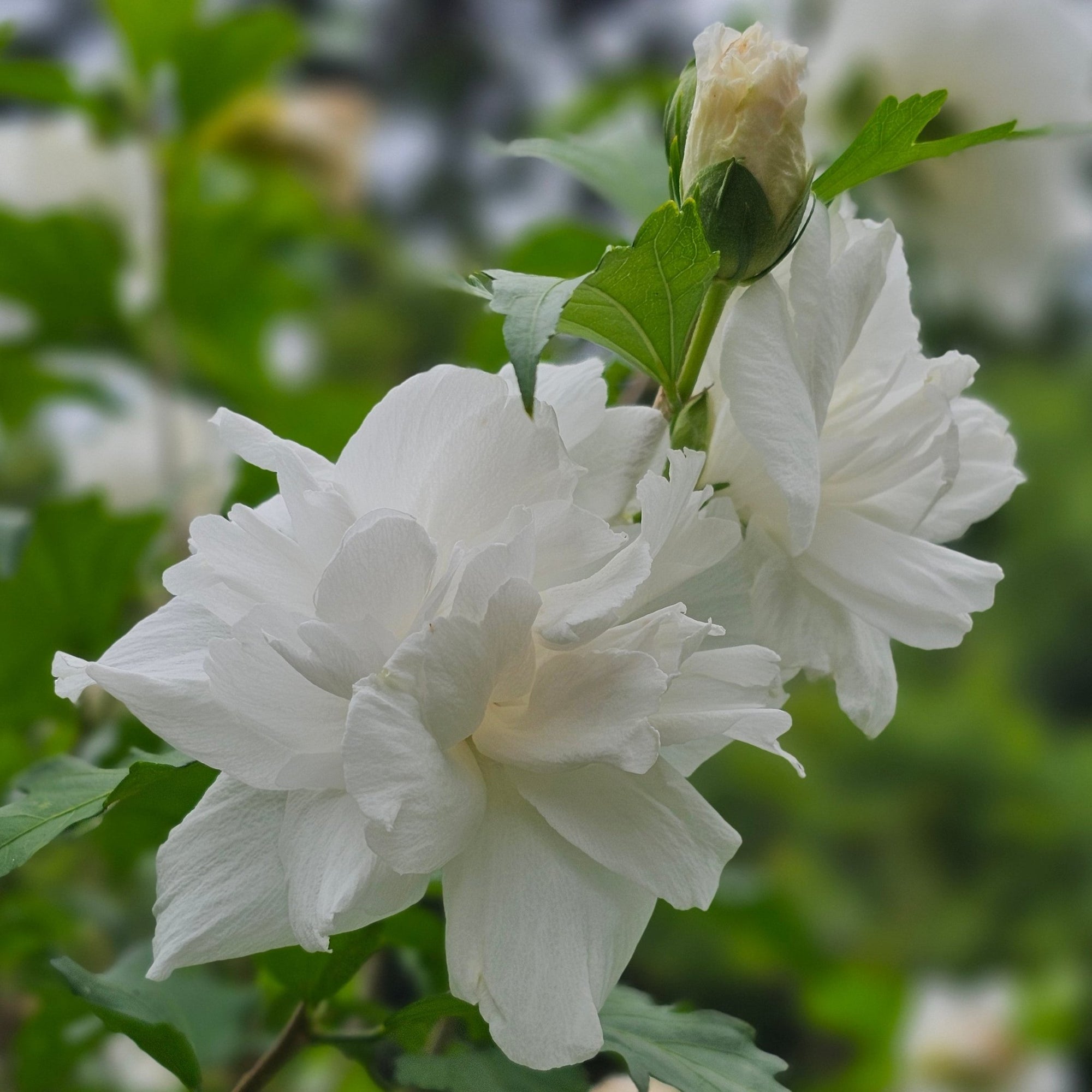 Rose of Sharon White (Hibiscus syriacus) - Ladybird Nursery