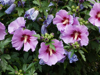 Rose of Sharon Double Plum (Hibiscus syriacus)