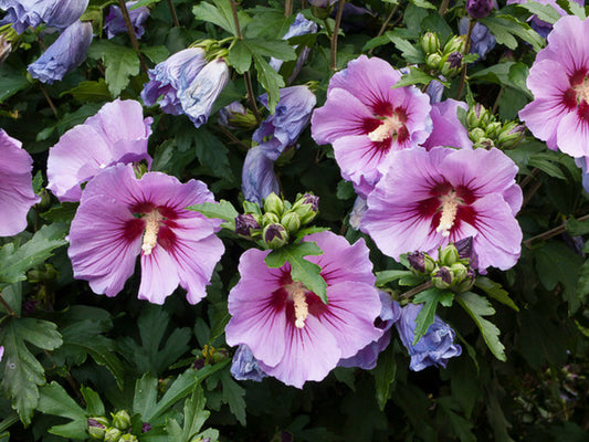 Rose of Sharon Deep Pink (Hibiscus syriacus)