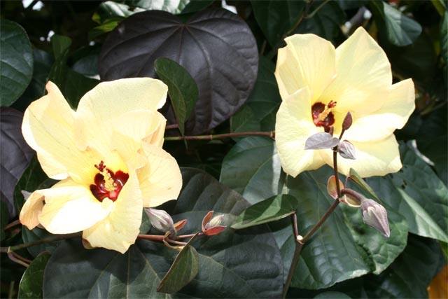 Sea Hibiscus Rubrum (Talipariti tileaceum)