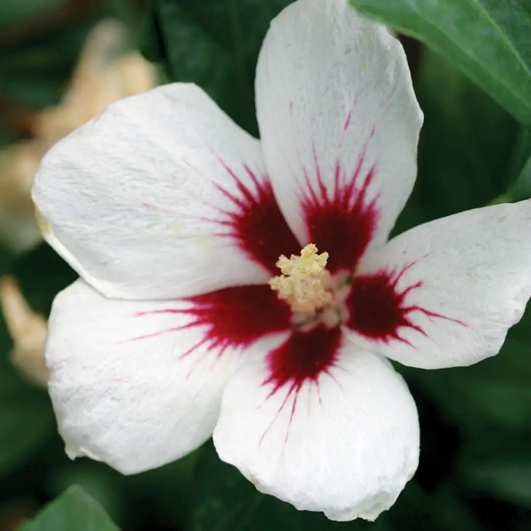 Rose of Sharon White Red Eye (Hibiscus syriacus) - Ladybird Nursery