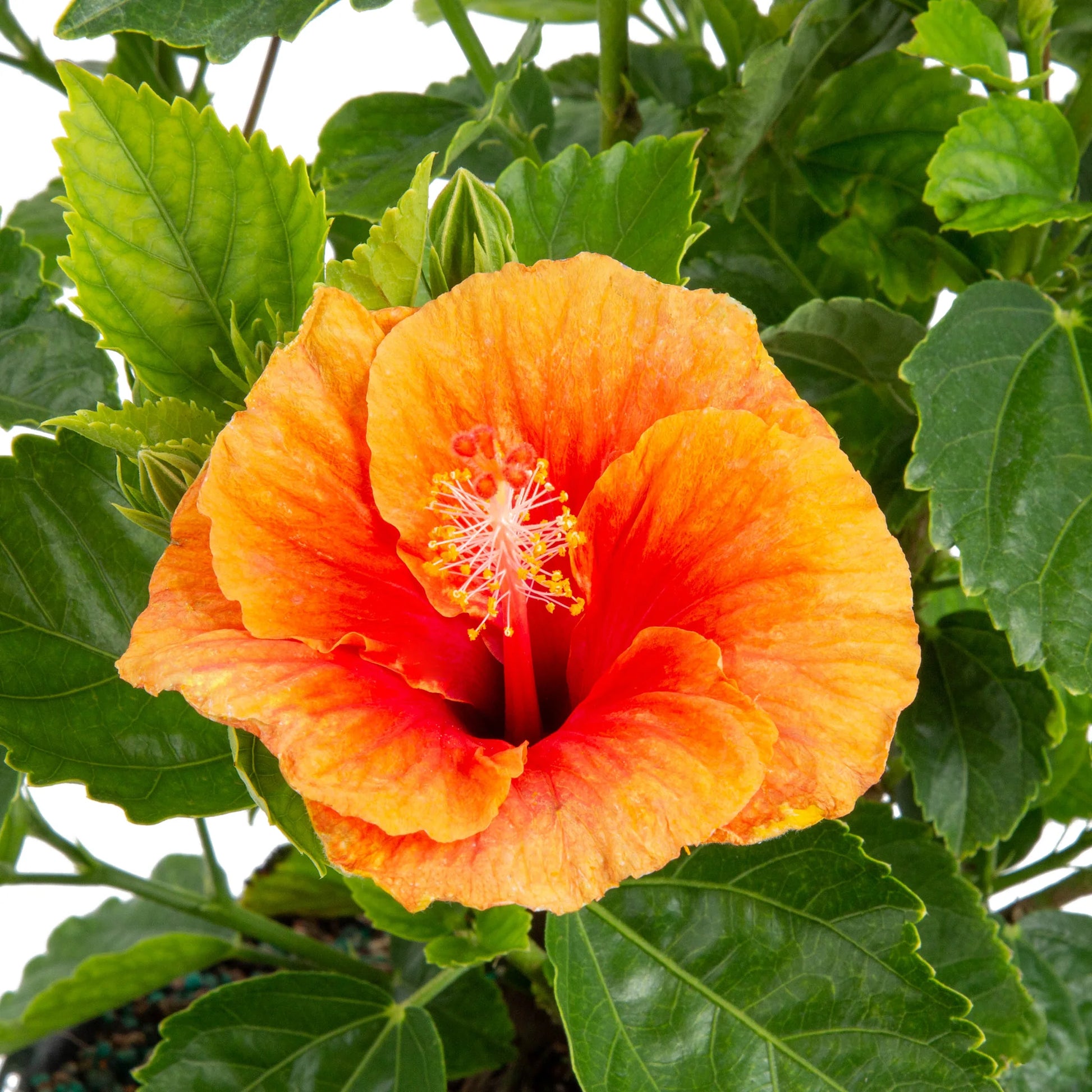 Hibiscus Flamenco™ Apollo