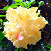 Chinese Hibiscus Mrs Andreasen (Hibiscus rosa-sinensis)