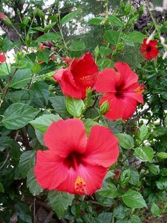 Hibiscus Red Rascal (Hibiscus rosa - sinensis) - Ladybird Nursery