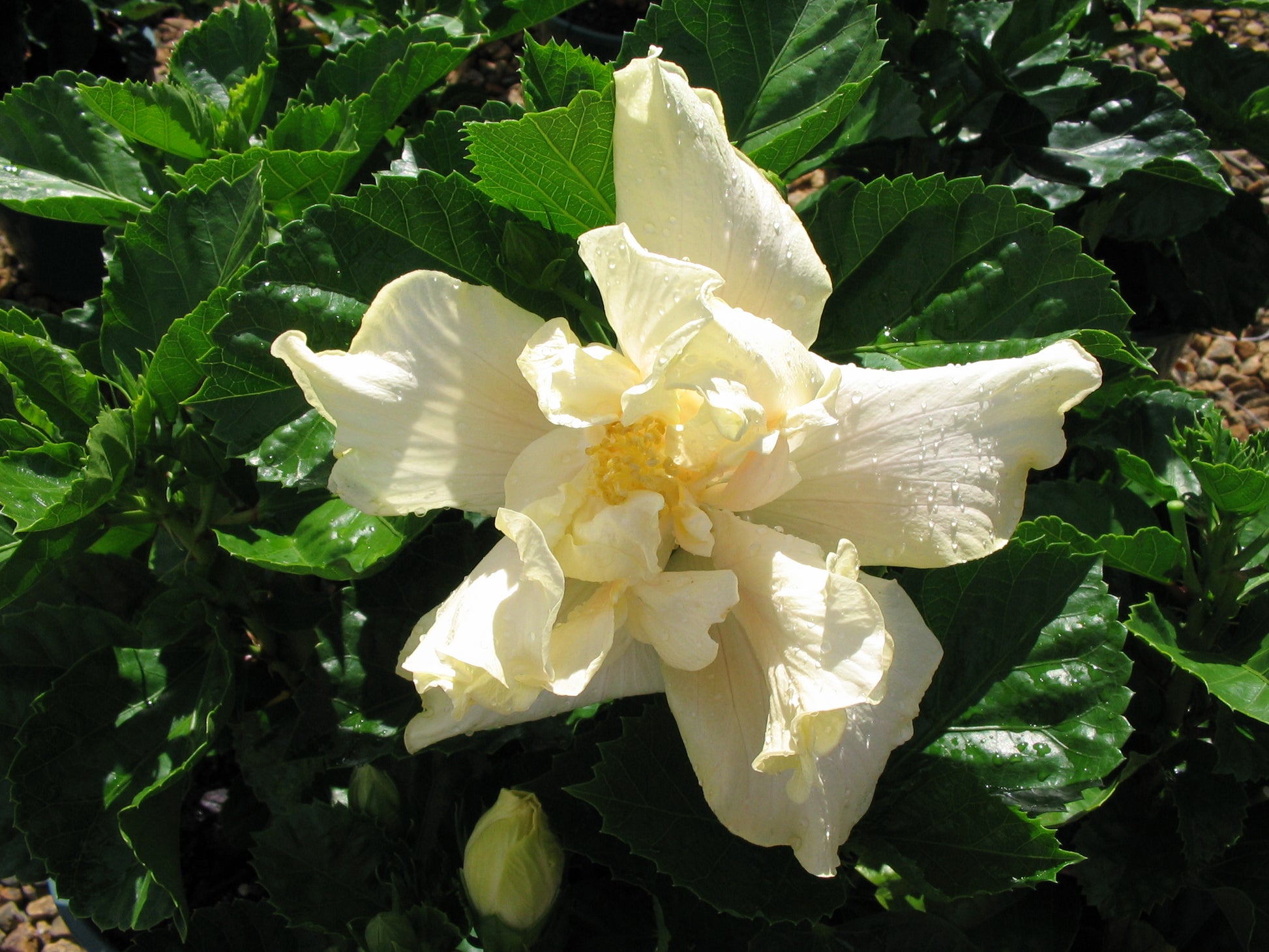Chinese Hibiscus White Kalakua (Hibiscus rosa-sinensis)