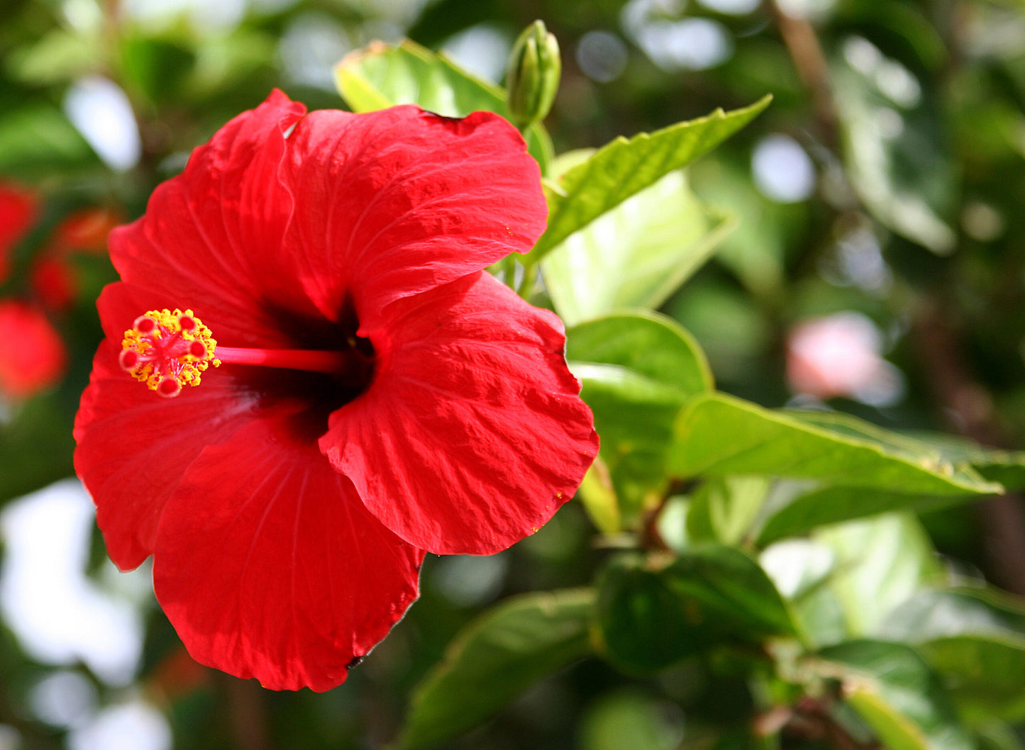 Chinese Hibiscus Madang (Hibiscus rosa-sinensis)