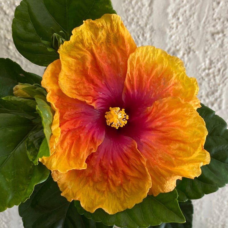 Hibiscus Rio Clara Peach Melba - Ladybird Nursery