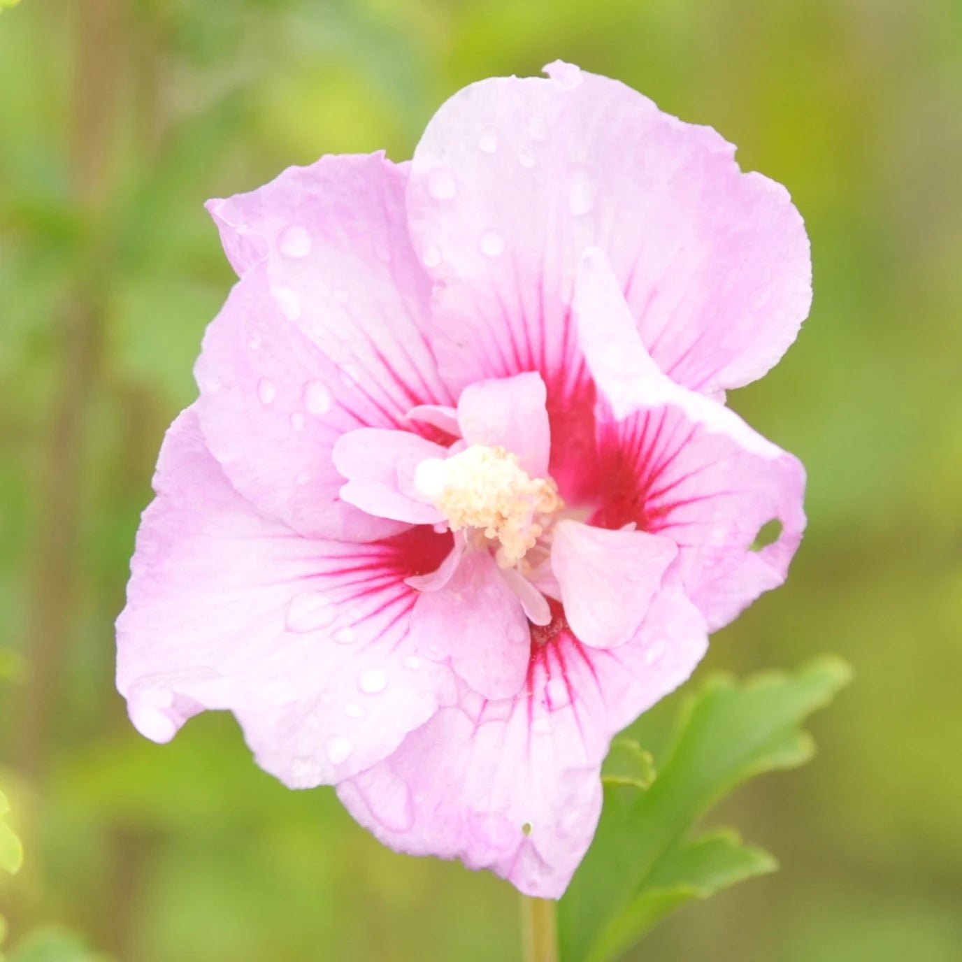 Hibiscus 'Pink Chiffon' (Hibiscus rosa - sinensis) - Ladybird Nursery