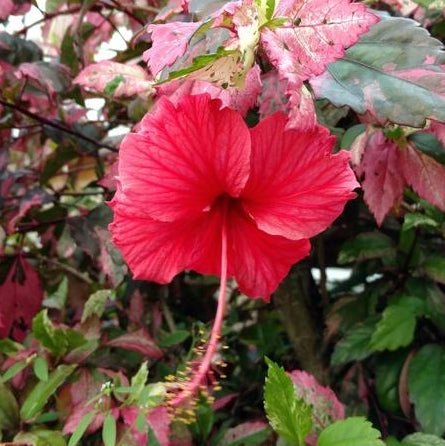 Hibiscus 'Rose Flake' - Ladybird Nursery