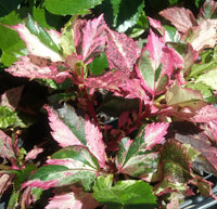 Hibiscus 'Rose Flake' - Ladybird Nursery