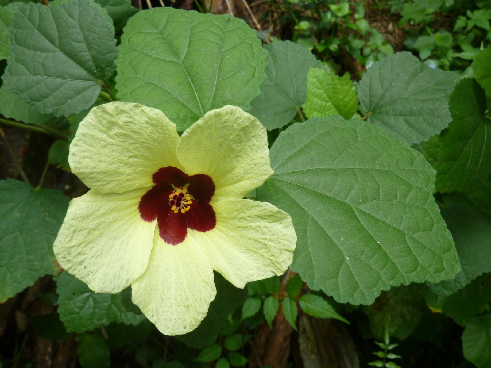 Hibiscus Klahanie Calypso - Ladybird Nursery