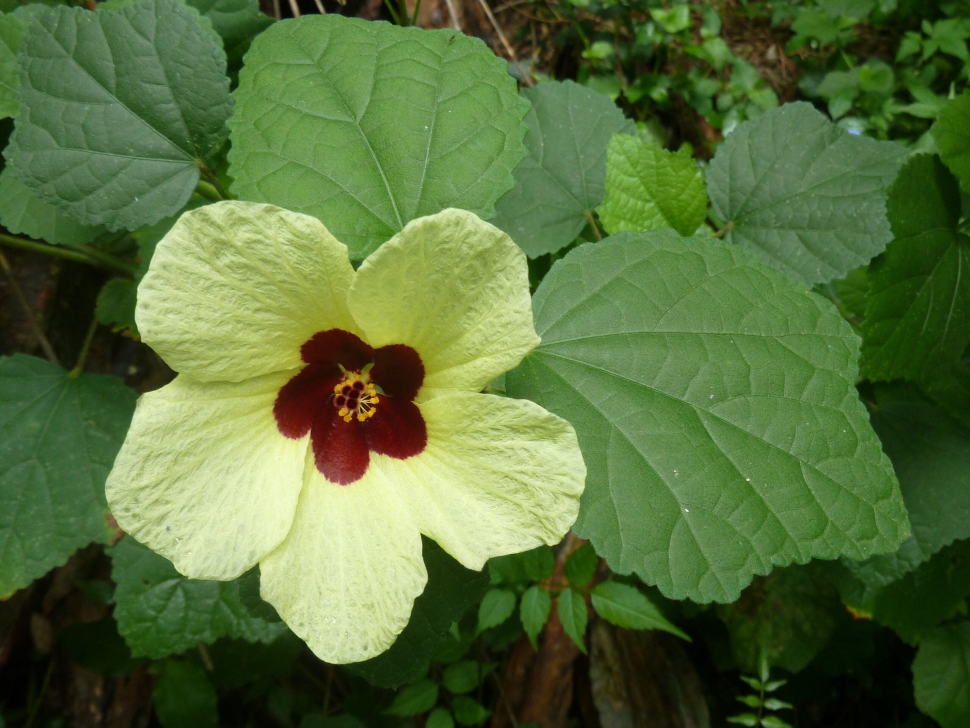 Hibiscus Klahanie Calypso - Ladybird Nursery