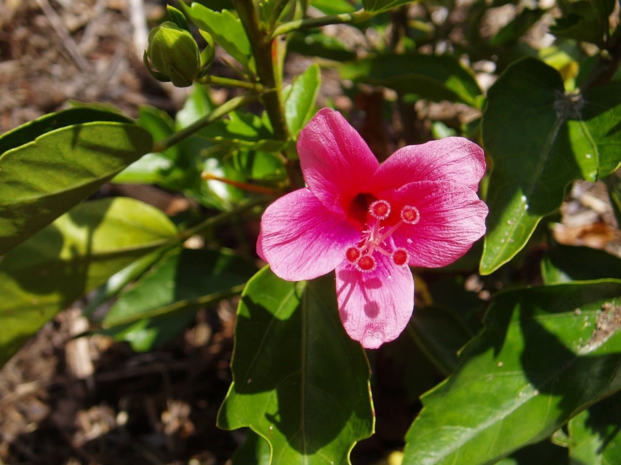 Hibiscus Rio Clara Candy Pink - Ladybird Nursery