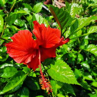 Chinese Hibiscus Red Rascal (Hibiscus rosa-sinensis)