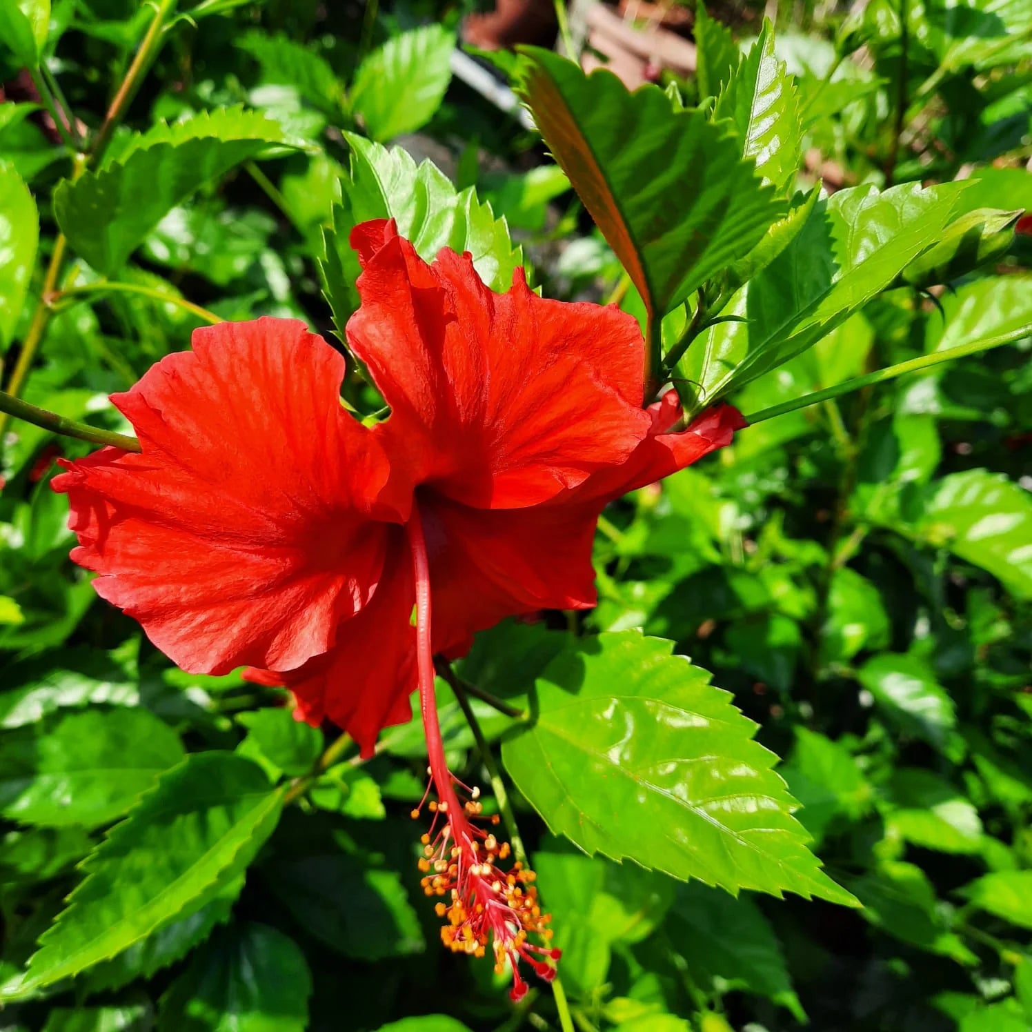 Hibiscus Red Rascal (Hibiscus rosa - sinensis) - Ladybird Nursery