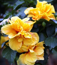 Hibiscus Full Moon (Hibiscus rosa - sinensis) - Ladybird Nursery