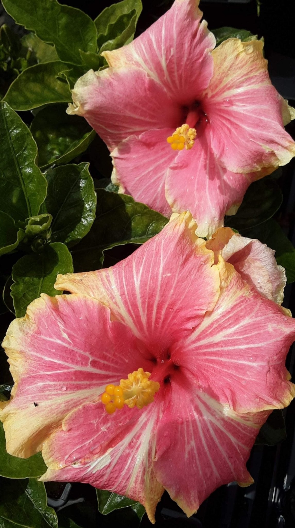 Hibiscus 'Shirley Howie' - Ladybird Nursery