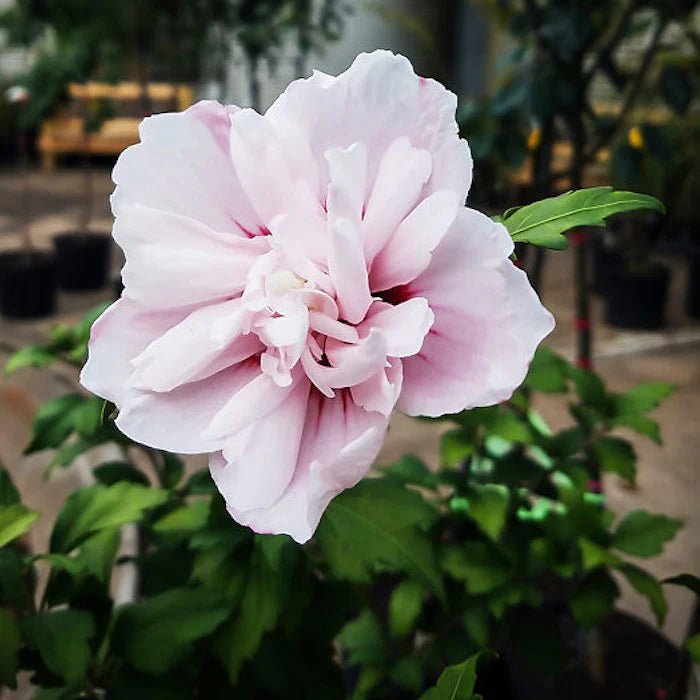 Rose of Sharon Double Pale Pink (Hibiscus syriacus) - Ladybird Nursery
