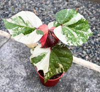 Hibiscus tiliaceus Variegated (Beach Hibiscus) - Ladybird Nursery