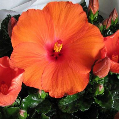 Hibiscus Flamenco™ Hera - Ladybird Nursery