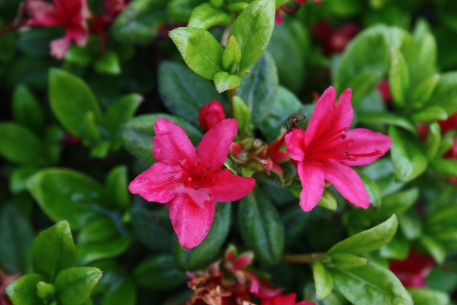 Azalea Hinode Giri - Ladybird Nursery