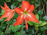 Barbados Lily (Hippeastrum equestre)
