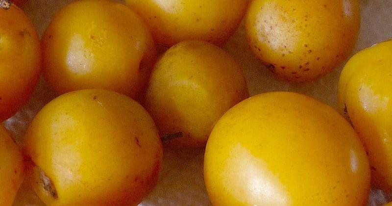 Dwarf Hog Plum (Ambarella) - Ladybird Nursery