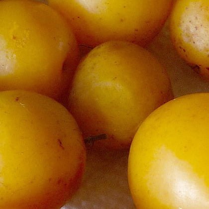 Hog Plum *Ambarella Fruit Tree - Ladybird Nursery