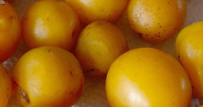 Hog Plum *Ambarella Fruit Tree